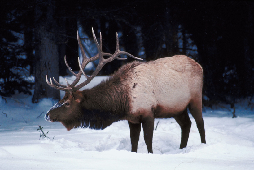 Wyoming elk CWD vaccine Wyoming elk CWD vaccine