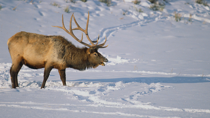 Wyoming elk refuge hunt cwd testing Wyoming elk refuge hunt cwd testing