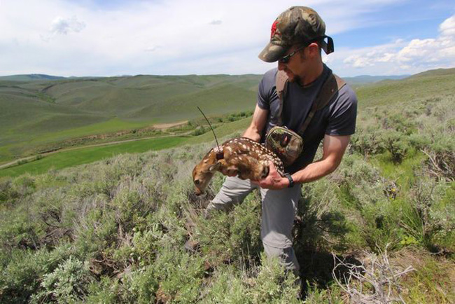 GPS tracking Wyoming mule deer fawns GPS tracking Wyoming mule deer fawns