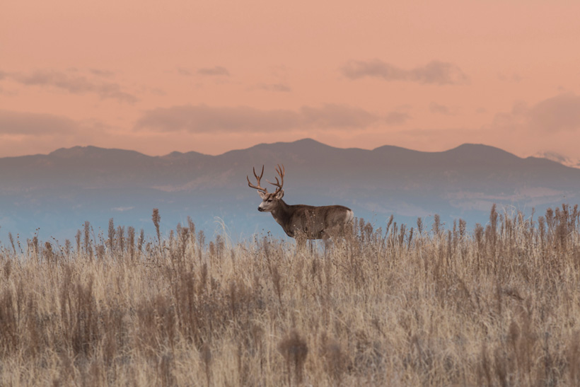Wyoming mule deer buck Wyoming mule deer buck