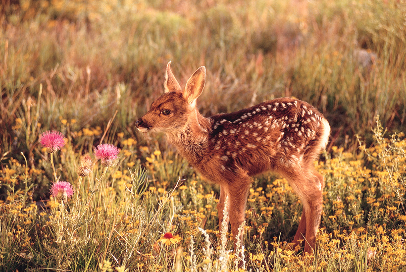 Wyoming mule deer fawn study Wyoming mule deer fawn study