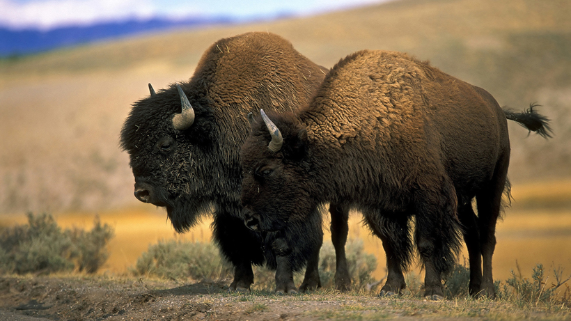 Yellowstone Bison Yellowstone Bison