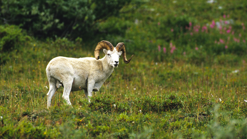 Alaska Dall Sheep Alaska Dall Sheep
