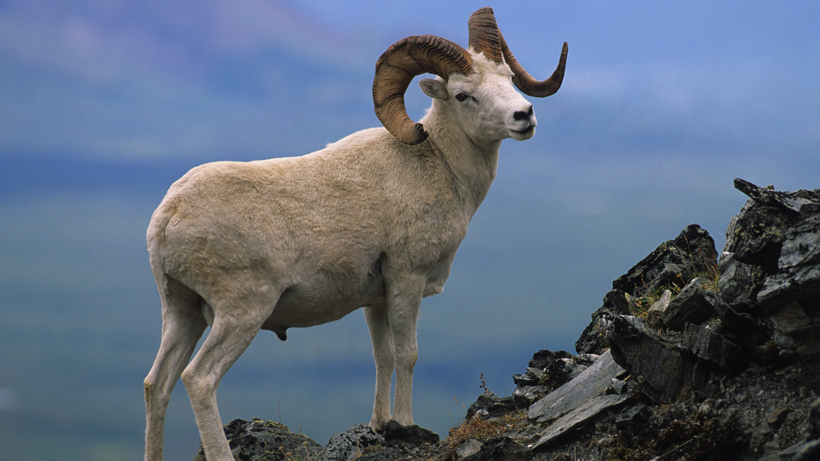 Alaska Dall Sheep Alaska Dall Sheep