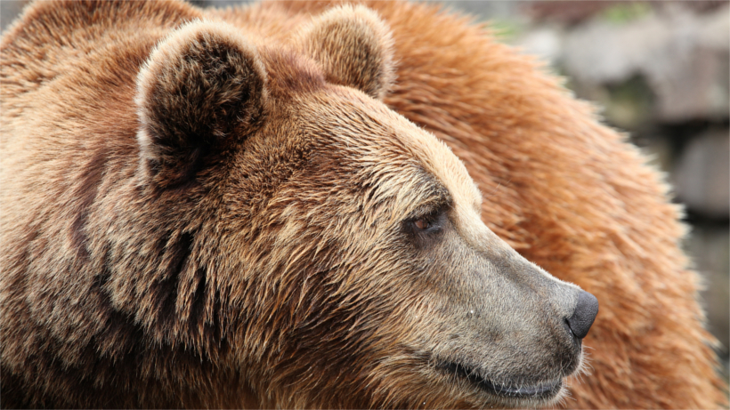 Close up of grizzly Close up of grizzly