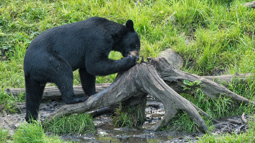 Bear eating bait Bear eating bait