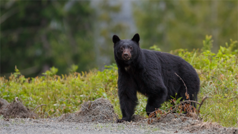 Bear in field Bear in field