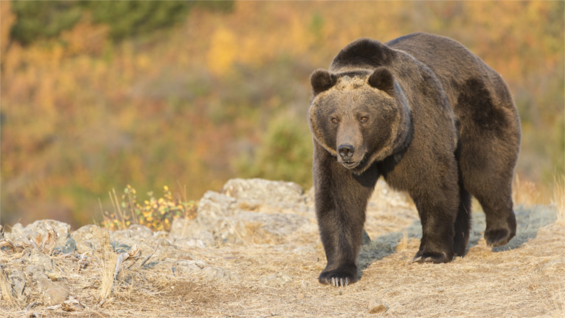 Grizzly Bear Grizzly Bear