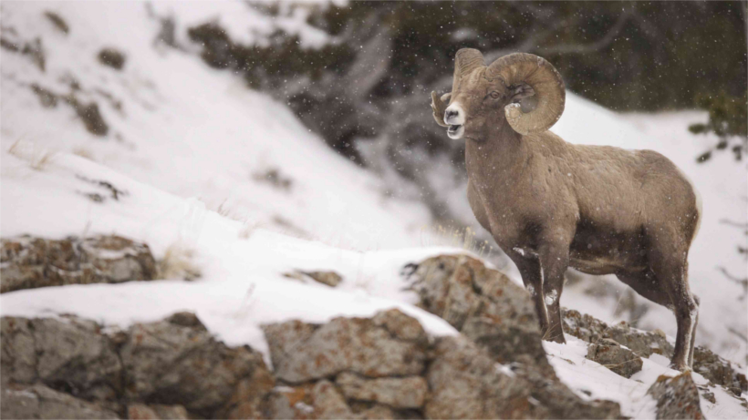 BIghorn on snowy mountainside BIghorn on snowy mountainside