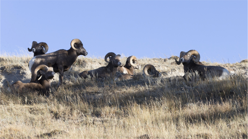 Herd of sheep on a hillside Herd of sheep on a hillside