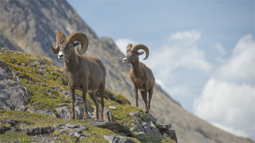 Two bighorn on mountainside Two bighorn on mountainside