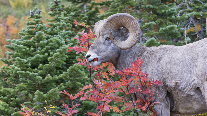 Bighorn sheep eating berries Bighorn sheep eating berries