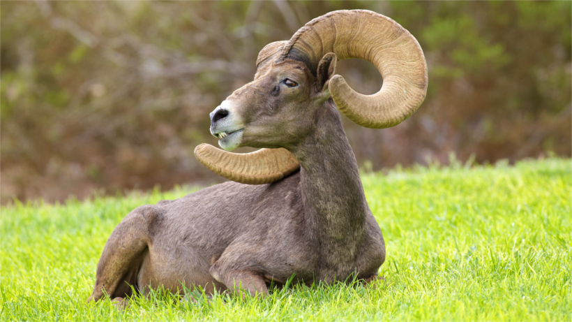 Desert bighorn lying in field Desert bighorn lying in field