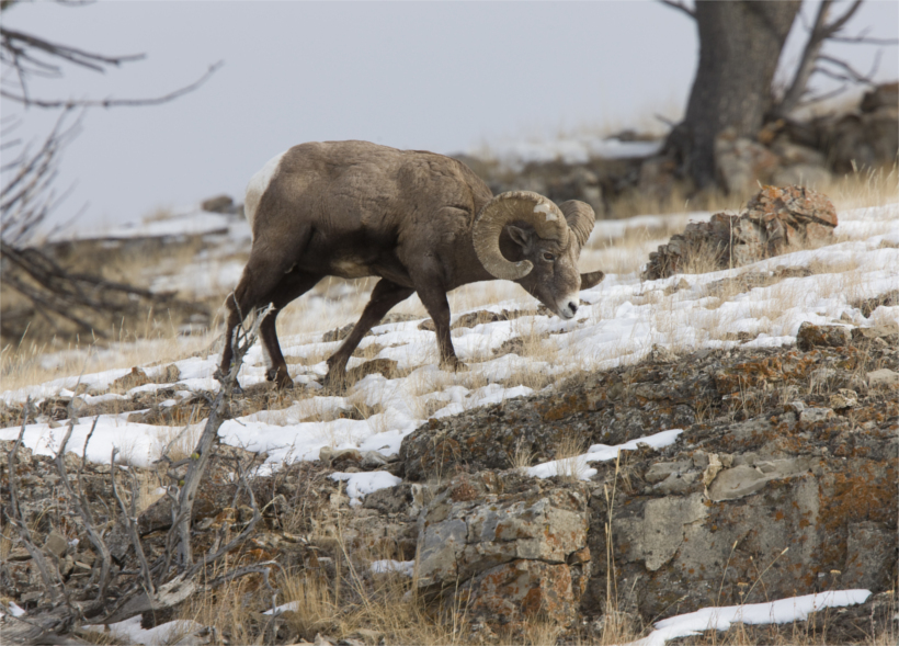 BC Bighorn BC Bighorn