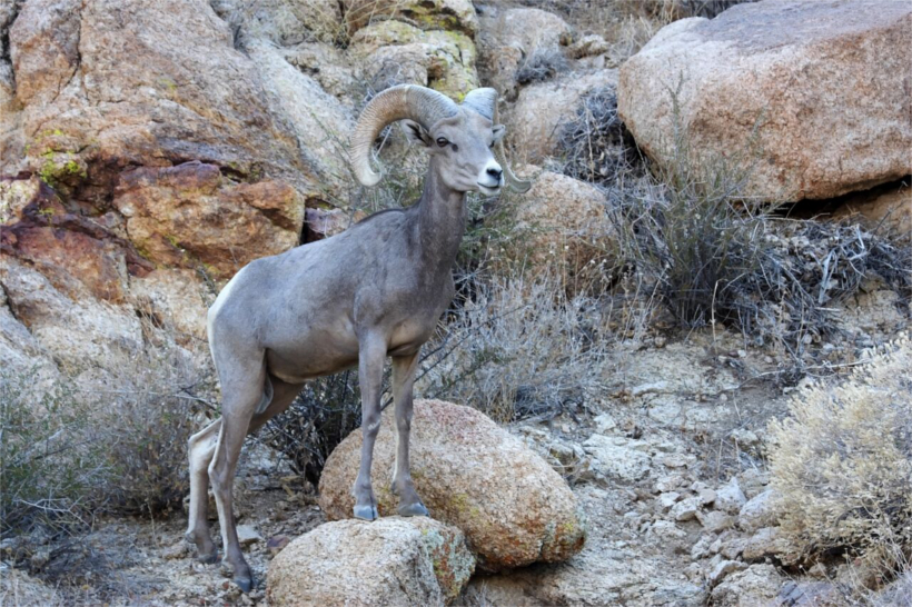 Bighorn Sheep Bighorn Sheep
