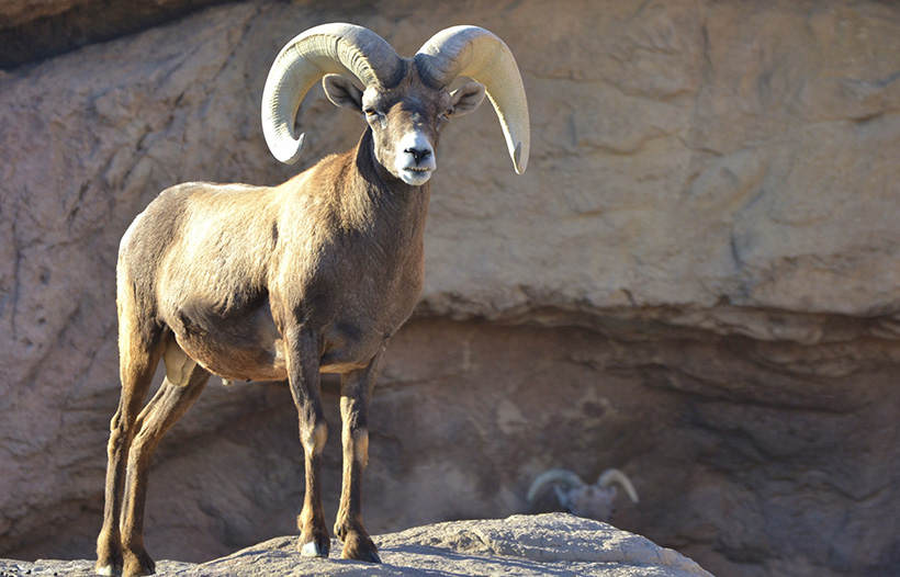 Bighorn Sheep Bighorn Sheep