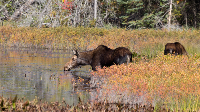 British Columbia Cow Moose British Columbia Cow Moose