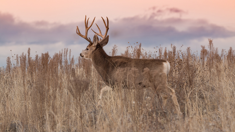 Mule Deer Mule Deer
