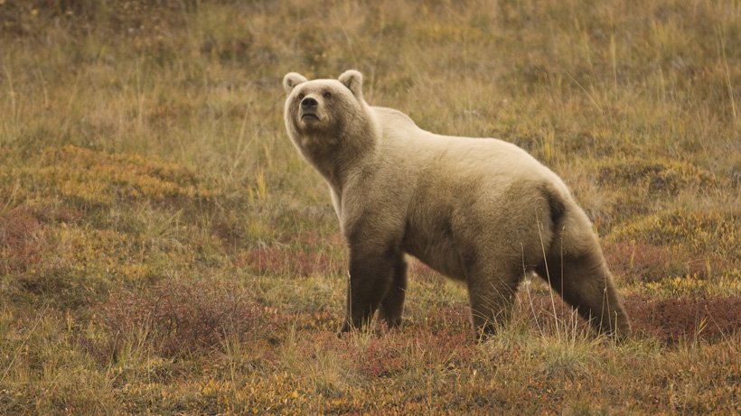 Alaska Brown Bear Alaska Brown Bear