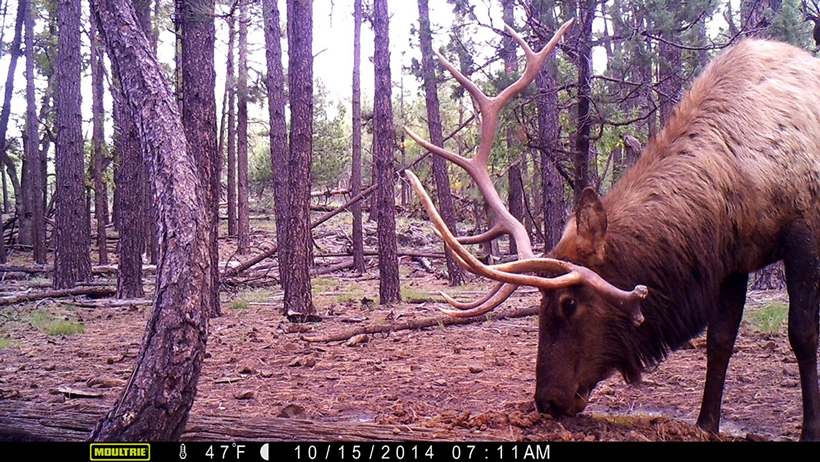 elks camera