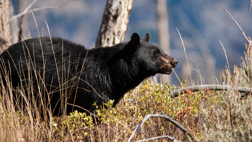 Colorado Black Bear Colorado Black Bear