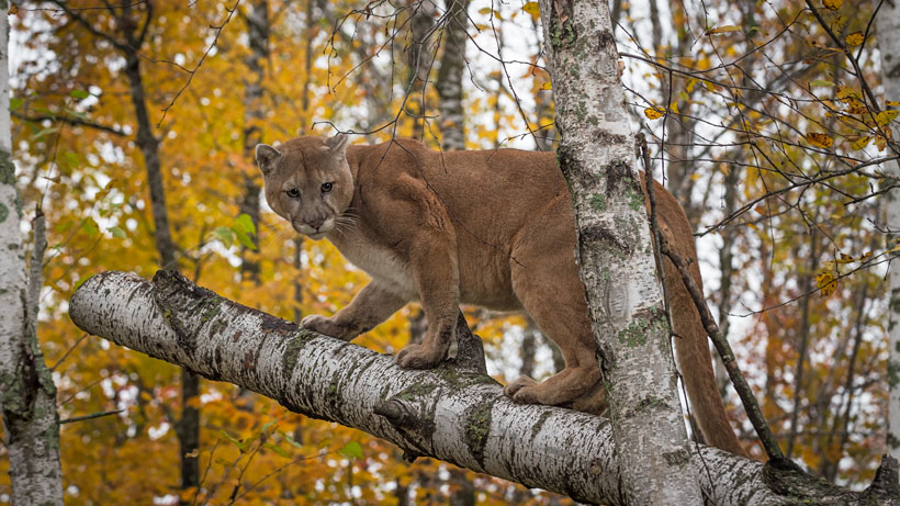 Utah Cougar Utah Cougar