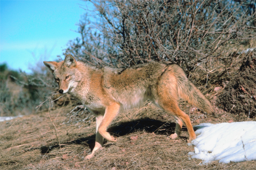 Coyote Coyote