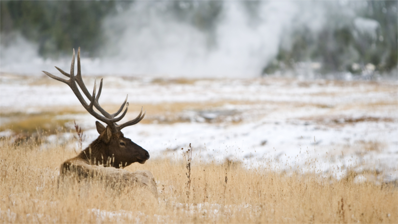 Elk lying in field Elk lying in field