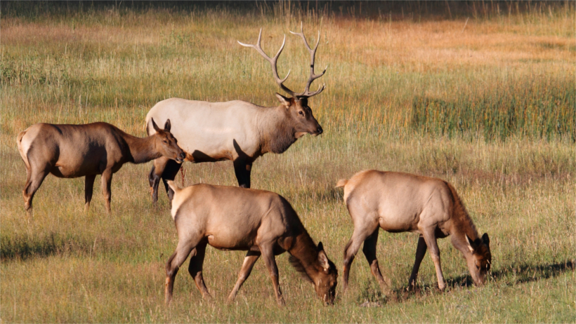 Four elk in field Four elk in field