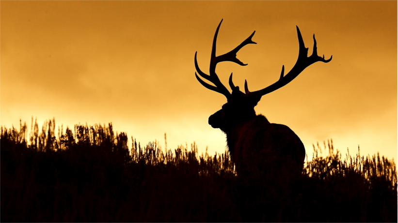 Elk silhouette Elk silhouette