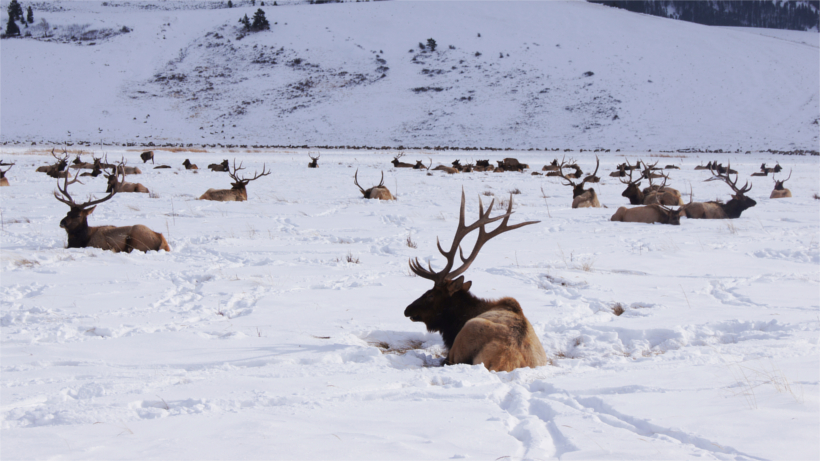 Herd of elk in snowy field Herd of elk in snowy field