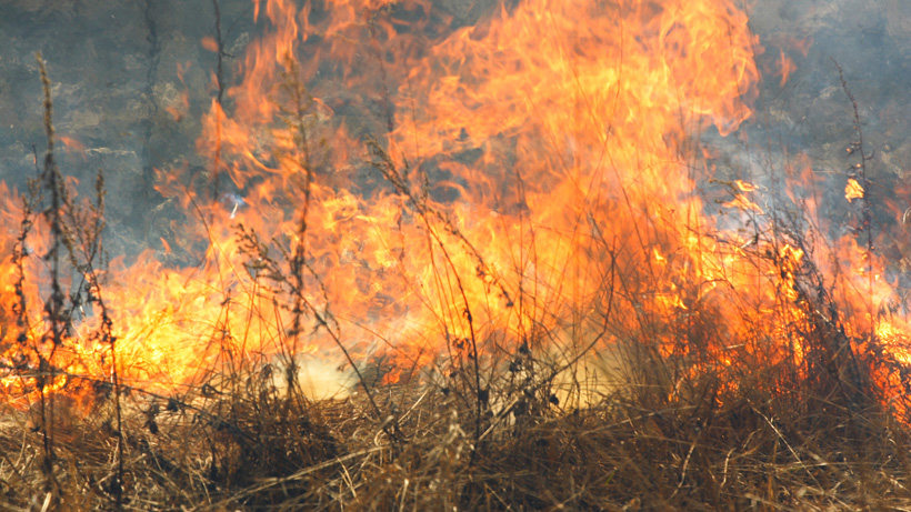 Forest Fire Forest Fire