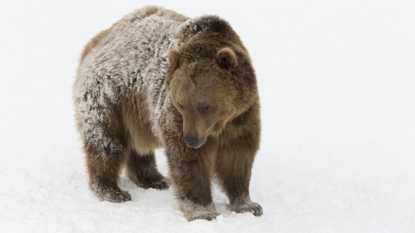 Grizzly in snowfield Grizzly in snowfield
