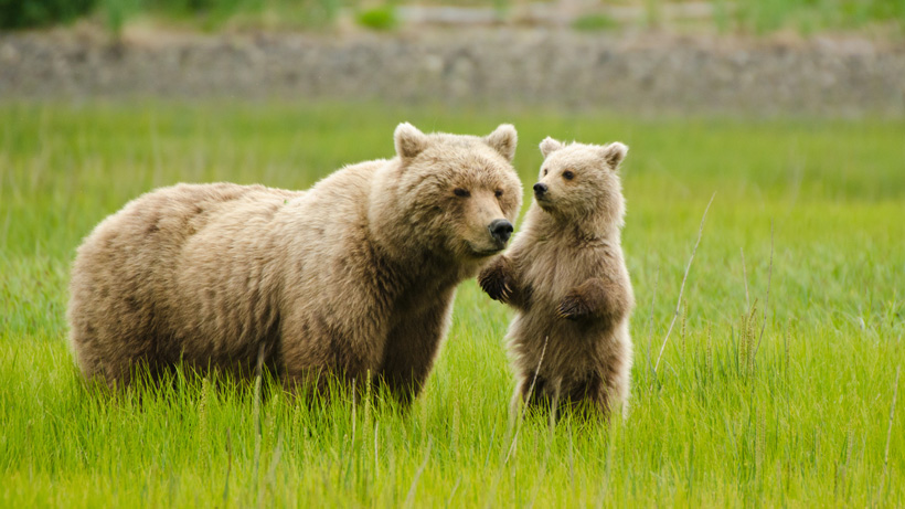 Grizzly bear with cub Grizzly bear with cub