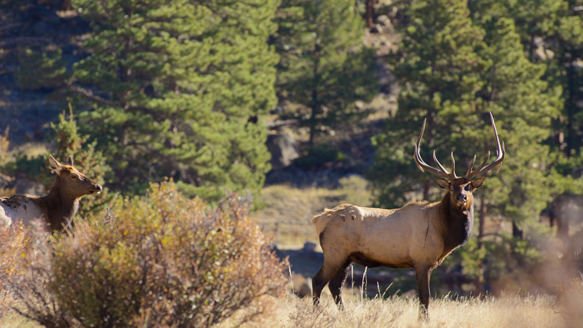 Idaho Elk Idaho Elk