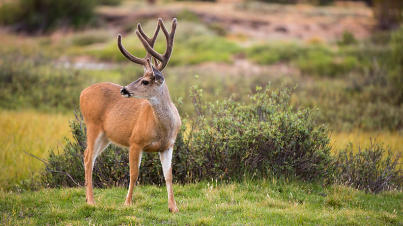 Idaho Mule Deer Idaho Mule Deer