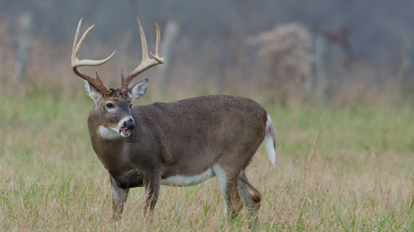 Kansas Whitetail Deer Kansas Whitetail Deer