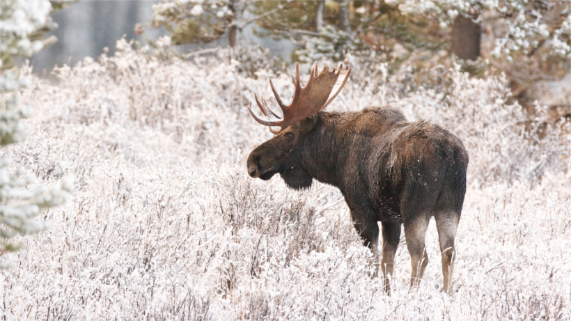 Moose in snowfield Moose in snowfield