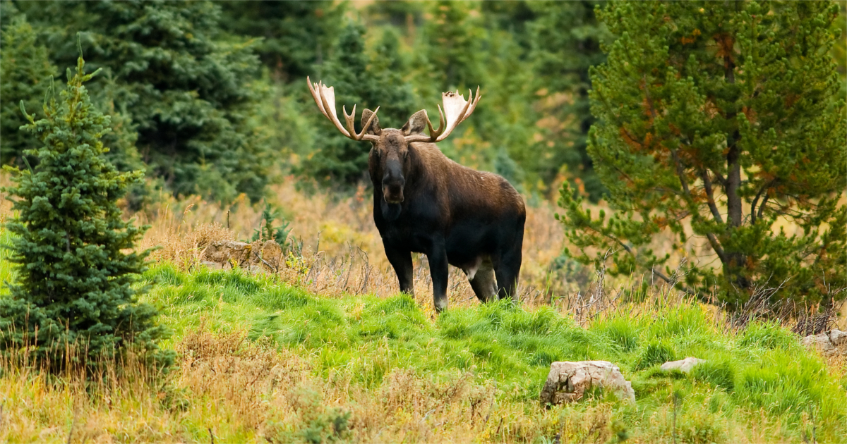 Moose in field Moose in field