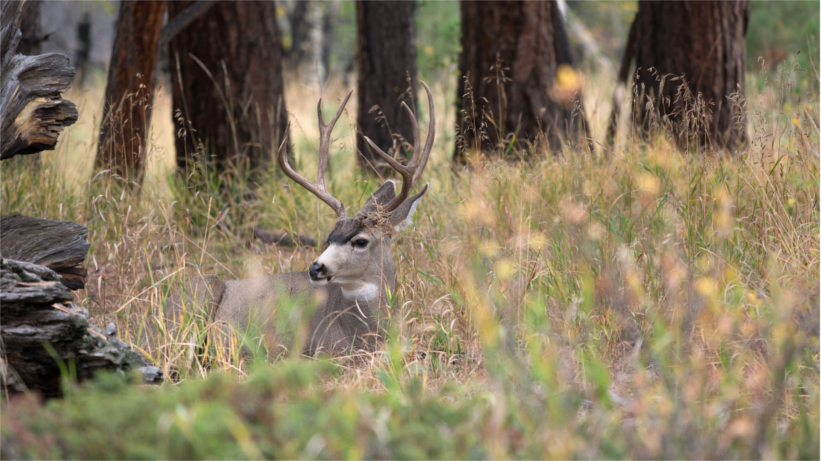 Mule deer lying in field Mule deer lying in field