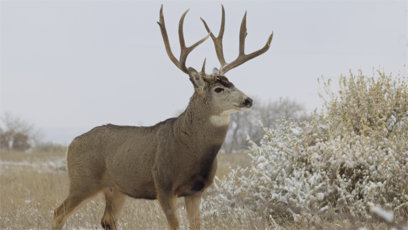 Mule deer in snowy field Mule deer in snowy field