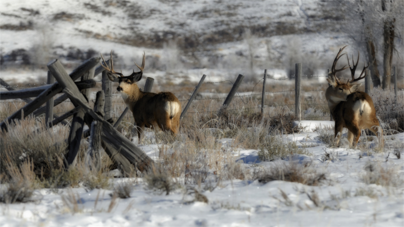 Mule deer in winter field Mule deer in winter field