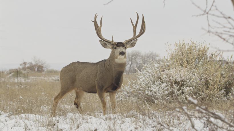 Mule deer in winter field Mule deer in winter field