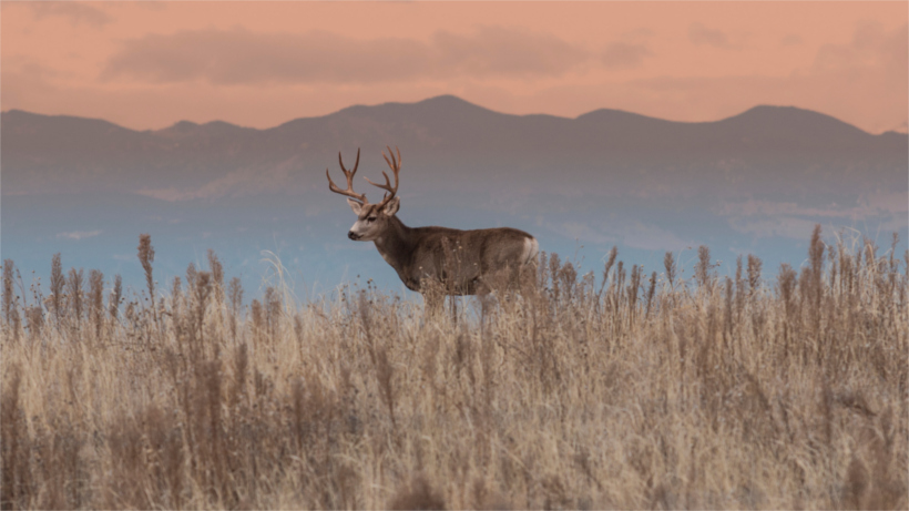 Sunset behind a mule deer Sunset behind a mule deer