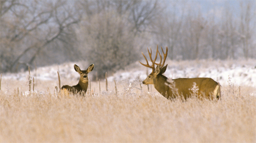Two mule deer in winter field Two mule deer in winter field