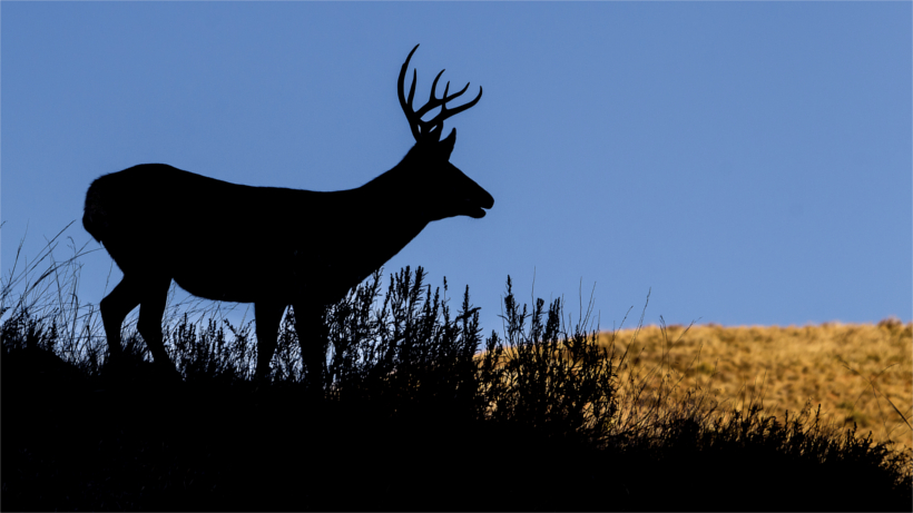 Mule deer silhoutte Mule deer silhoutte