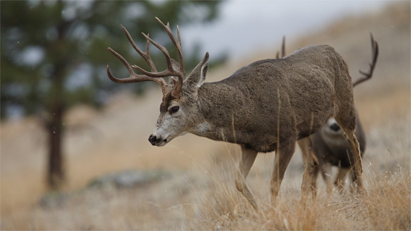 Mule deer going downhill Mule deer going downhill