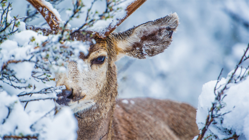 Snowy mule deer behind brush Snowy mule deer behind brush
