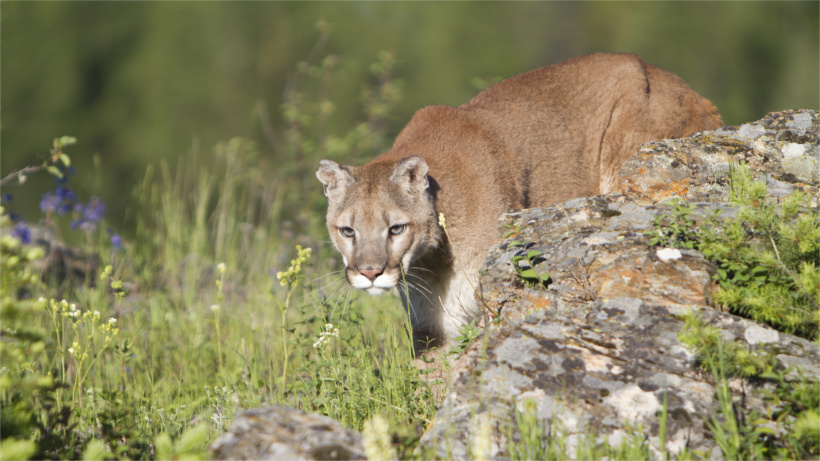 Mountain lion behind rock Mountain lion behind rock