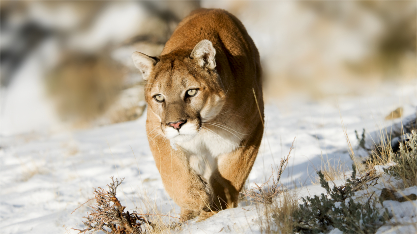 Mountain lion moving through snow Mountain lion moving through snow